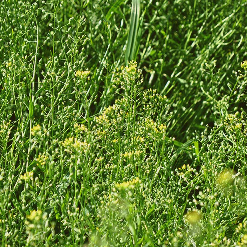 Sustainable Agriculture