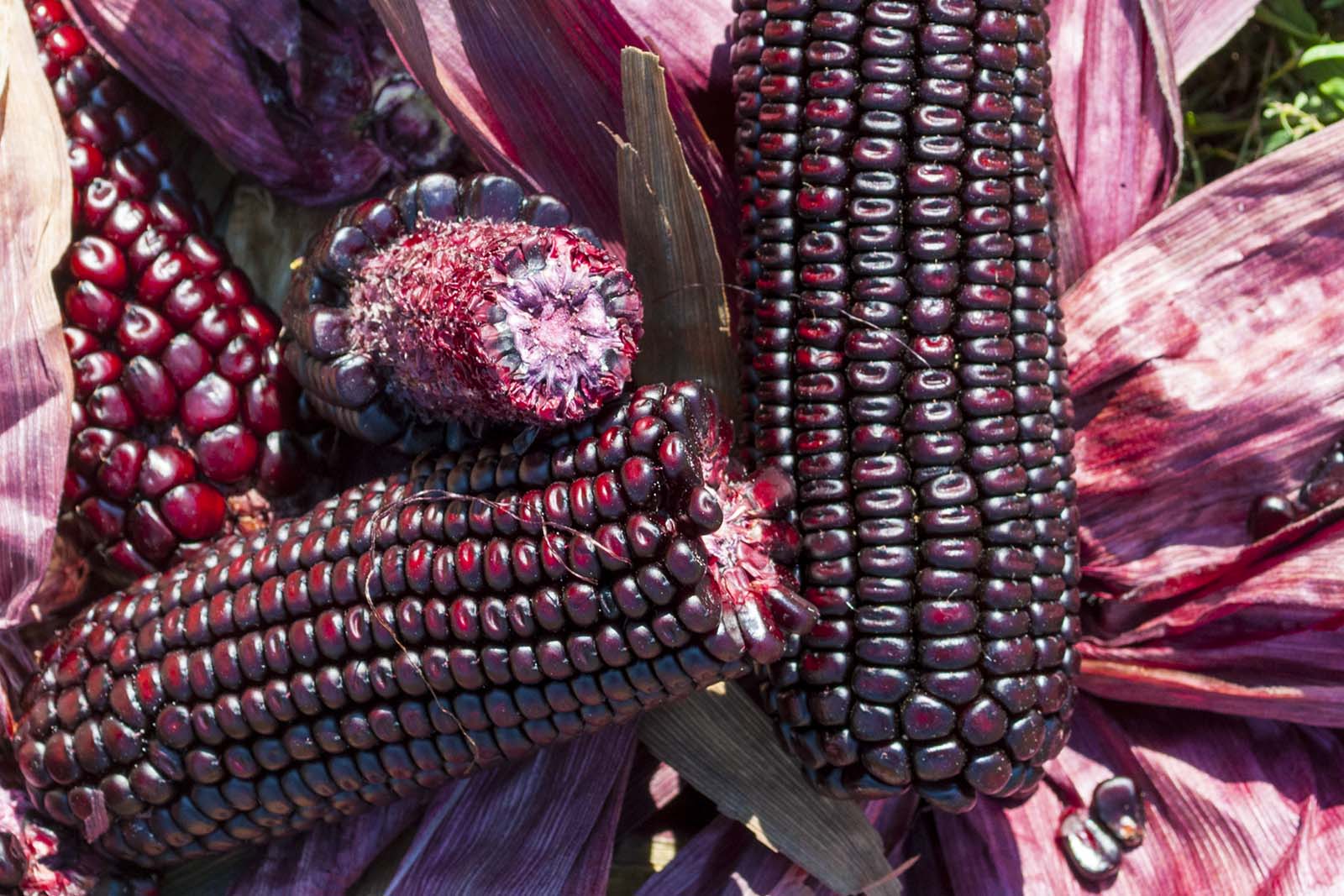 Italian Purple corn