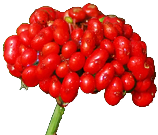 Ginseng Berry