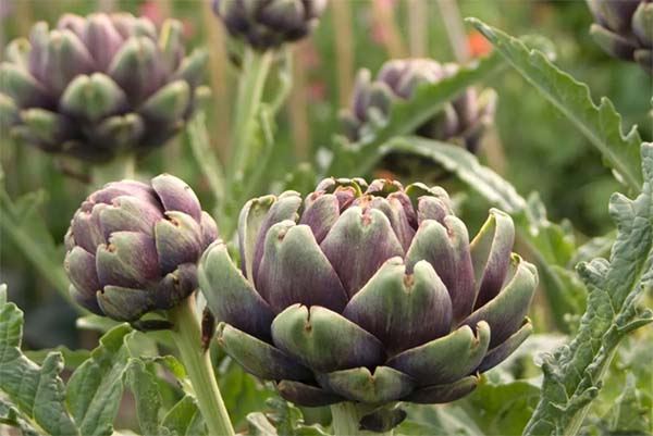 Artichoke