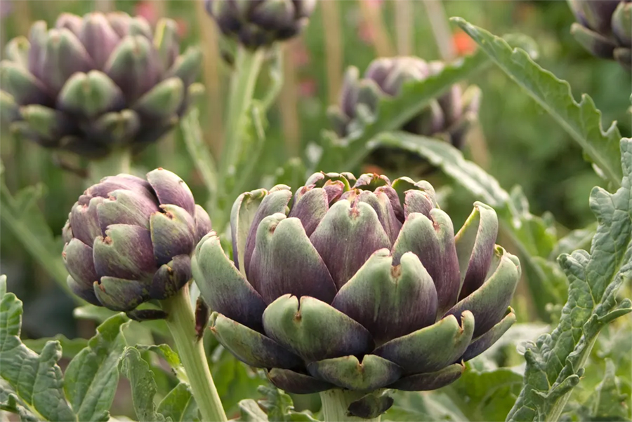 ARTICHOKE