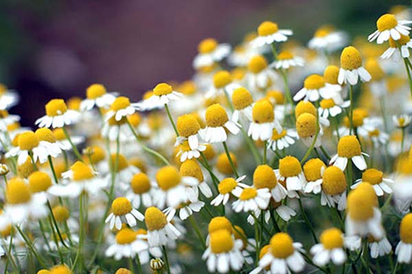 CHAMOMILE