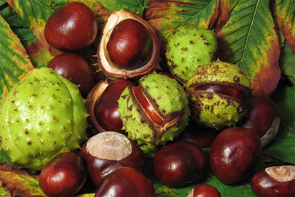 Horsechestnut