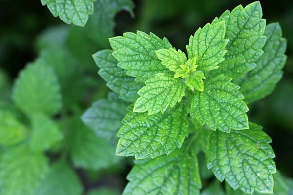 LEMONBALM