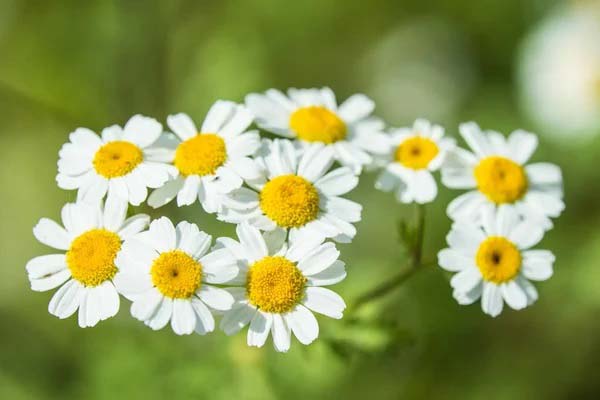 FEVERFEW