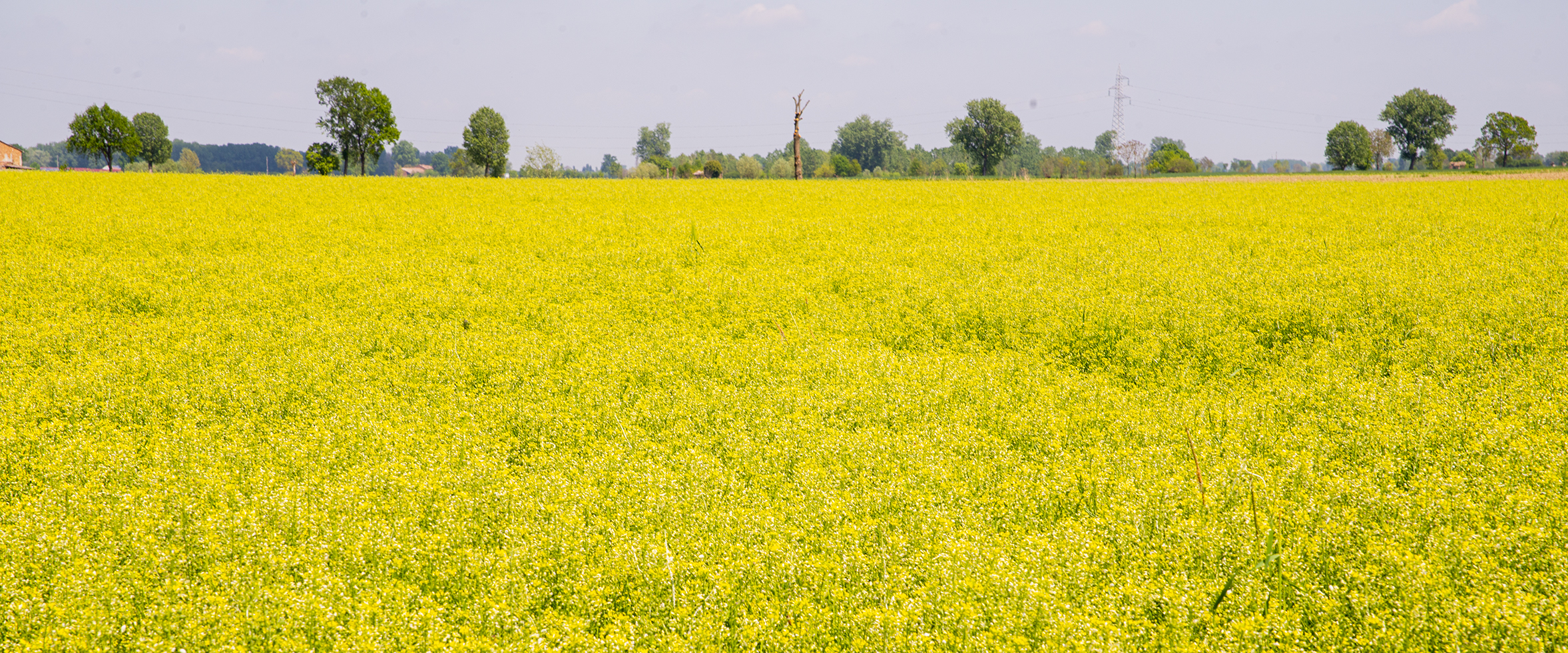 Camelina Field