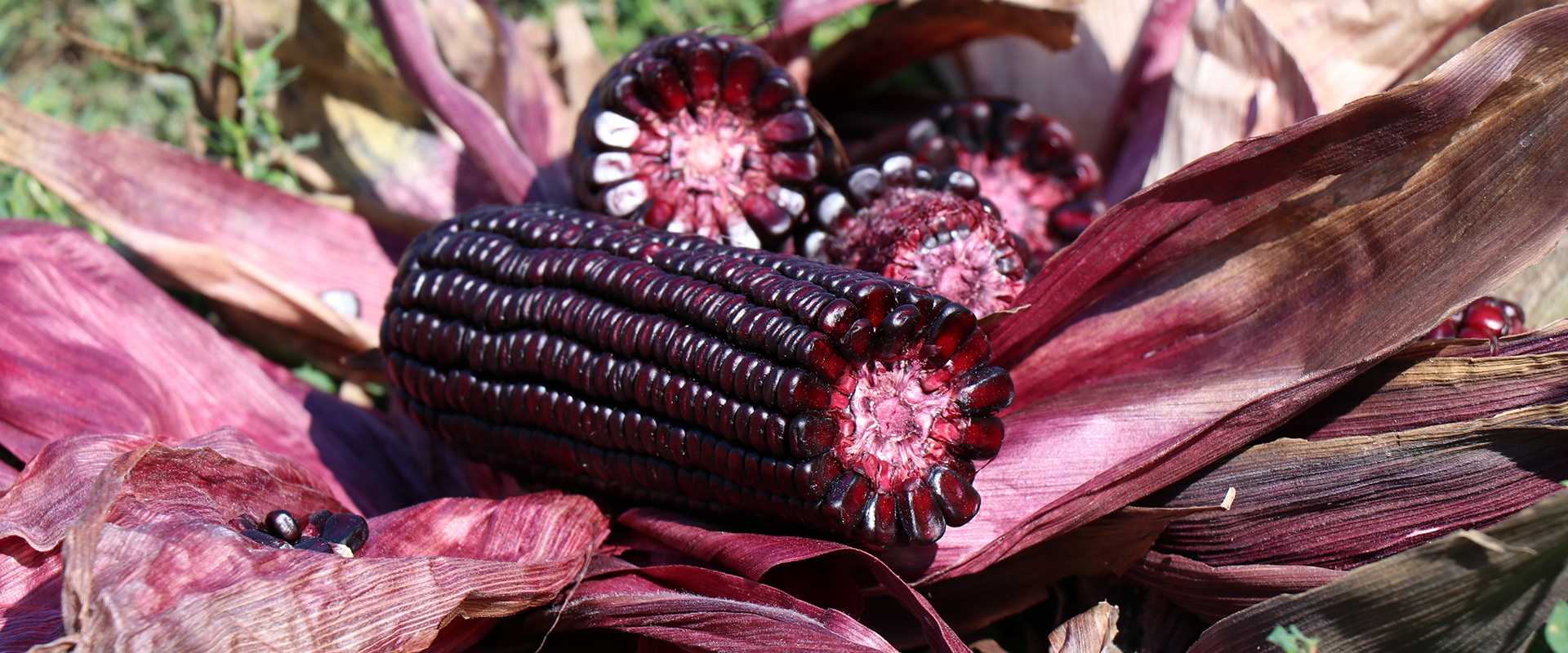 Purple Corn