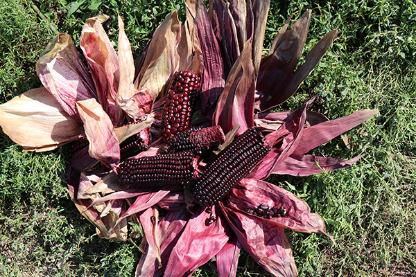 Purple Corn