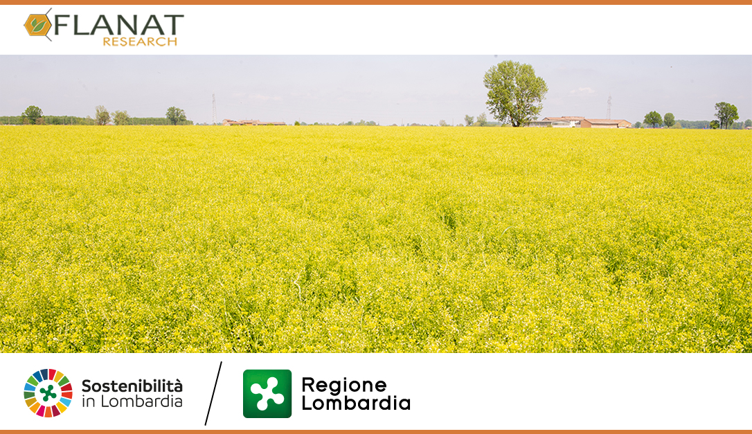 FLANAT Research, CONSORZIO AGRARIO DI CREMONA and APIMA sign a Letter of Intent to develop the Camelina sativa supply chain in Lombardy