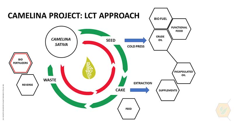 Camelina Project