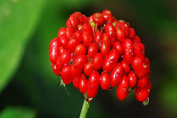 Ginseng berry