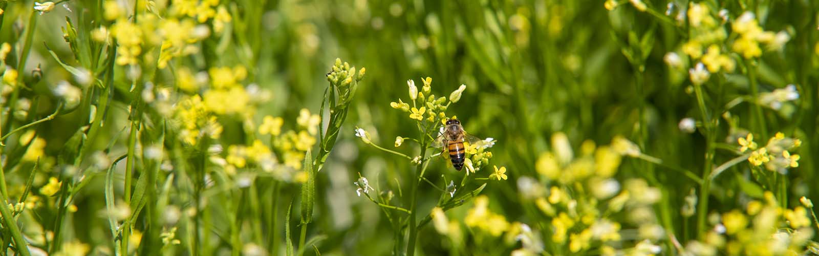 Camelina Bee