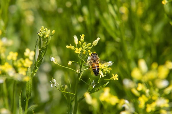 Camelina Bee