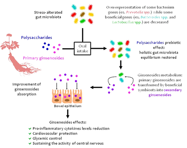 PANAXOLYDE® Gut Health