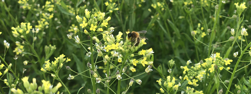 Camelina Bee