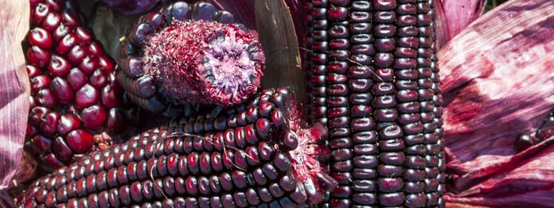 Italian purple corn