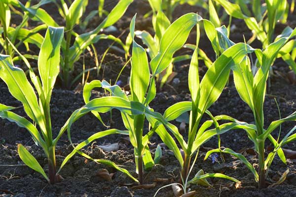 Italian purple corn field