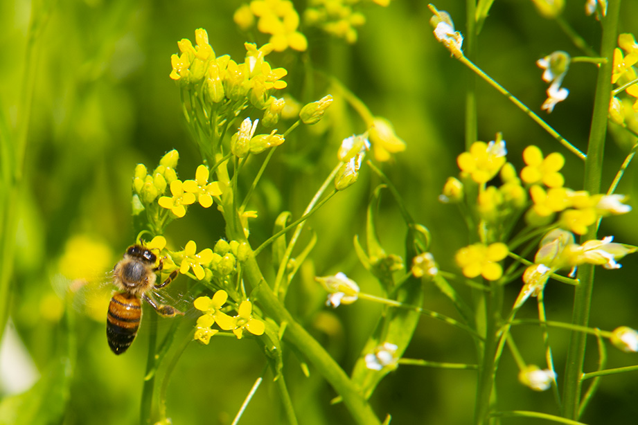 Preserve biodiversity