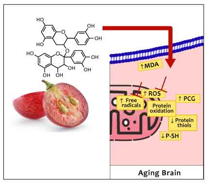 flaveonol_aging.jpg