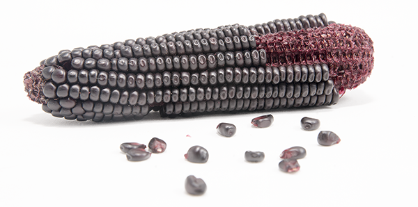 Italian Purple corn